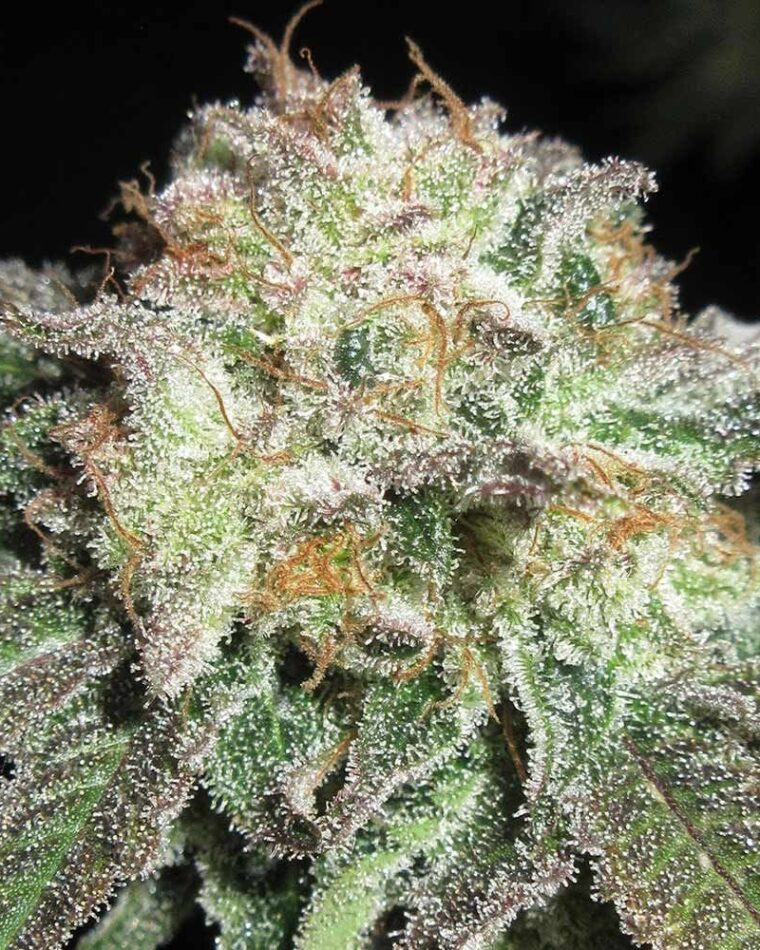 Ultra Genetics Blue Cheese and Pickles cannabis plant image 1
