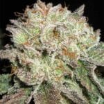 Ultra Genetics Blue Cheese and Pickles cannabis plant image 2