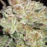 Ultra Genetics Blue Cheese and Pickles cannabis plant image 3