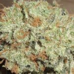 Ultra Genetics Blue Cheese and Pickles cannabis plant image 4