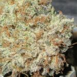 Ultra Genetics Blue Cheese and Pickles cannabis plant image 5