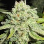 Ultra Genetics Cheesy Marmalade Toast cannabis plant image 1