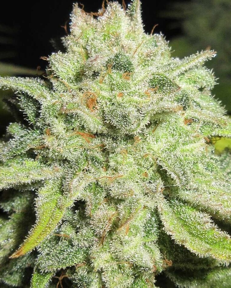 Ultra Genetics Cheesy Marmalade Toast cannabis plant image 1