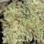 Ultra Genetics Cheesy Marmalade Toast cannabis plant image 2