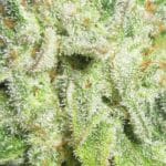 Ultra Genetics Cheesy Marmalade Toast cannabis plant image 3