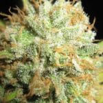 Ultra Genetics Cheesy Marmalade Toast cannabis plant image 4