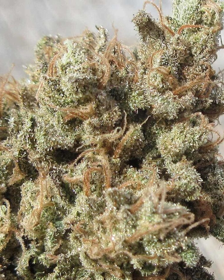 Ultra Genetics Dark Side Cheese cannabis plant image 1