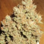 Ultra Genetics Dark Side Cheese cannabis plant image 2