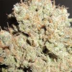 Ultra Genetics Dark Side Cheese cannabis plant image 3