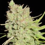 Ultra Genetics Dark Side Cheese cannabis plant image 4