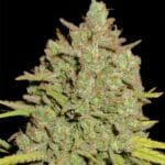Ultra Genetics Dark Side Cheese cannabis plant image 5