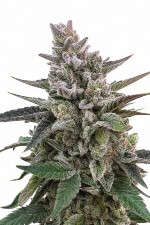 Valencia Seeds – Acai Jelly