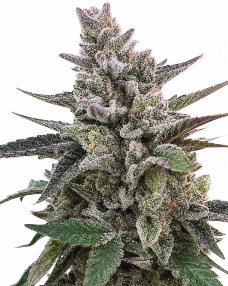 Valencia Seeds - Acai Jelly by Seed City Bulk Cannabis Seeds plant image
