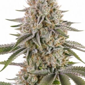 Valencia Seeds - Amnesia Haze by Seed City Bulk Cannabis Seeds plant image