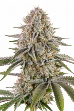 Valencia Seeds – Amnesia Haze