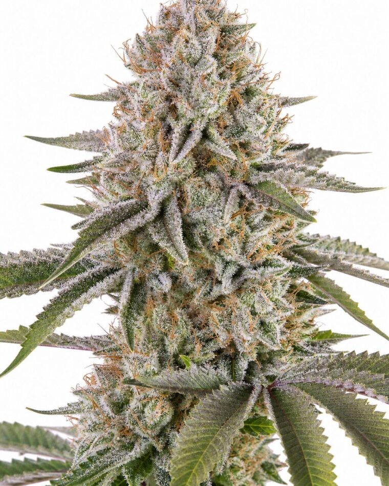 Valencia Seeds - Amnesia Haze by Seed City Bulk Cannabis Seeds plant image