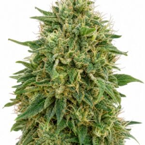 Valencia Seeds - Amnesia TRIPLOID by Seed City Bulk Cannabis Seeds plant image
