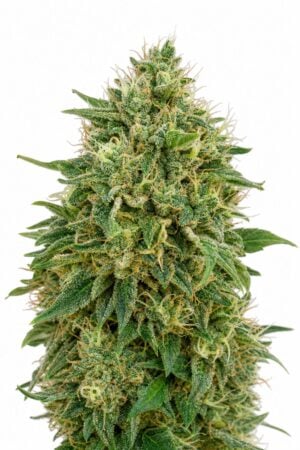 Valencia Seeds – Amnesia TRIPLOID