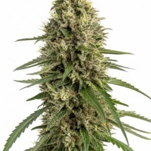 Valencia Seeds - Animal Cookies by Seed City Bulk Cannabis Seeds plant image