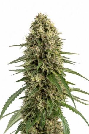 Valencia Seeds – Animal Cookies