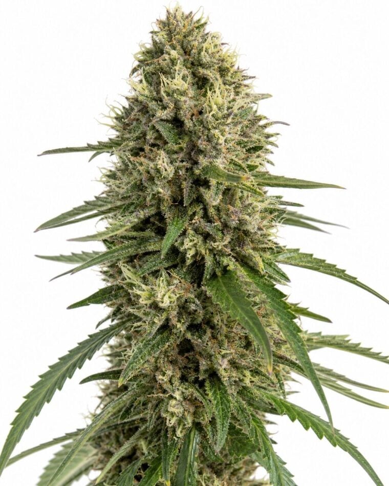 Valencia Seeds - Animal Cookies by Seed City Bulk Cannabis Seeds plant image