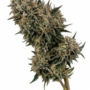 Valencia Seeds - Animal Cookies x Gorilla aka Zookies by Seed City Bulk Cannabis Seeds plant image