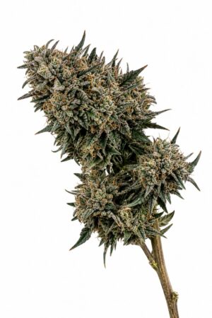 Valencia Seeds – Animal Cookies x Gorilla aka Zookies
