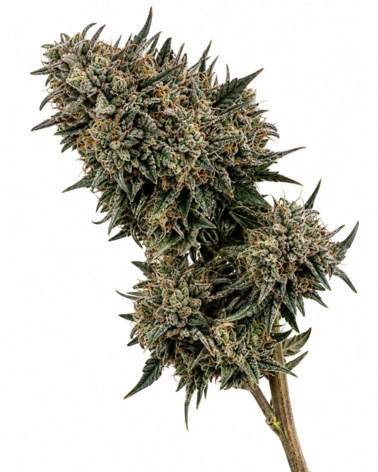 Valencia Seeds - Animal Cookies x Gorilla aka Zookies by Seed City Bulk Cannabis Seeds plant image
