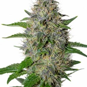 Valencia Seeds - Apple Crumble by Seed City Bulk Cannabis Seeds plant image
