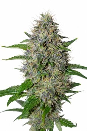 Valencia Seeds – Apple Crumble