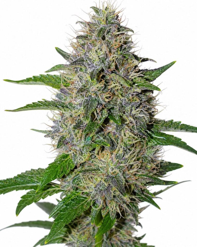 Valencia Seeds - Apple Crumble by Seed City Bulk Cannabis Seeds plant image