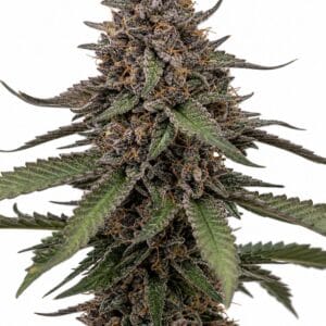 Valencia Seeds - Apple Tartz by Seed City Bulk Cannabis Seeds plant image