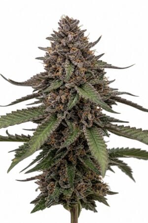 Valencia Seeds – Apple Tartz