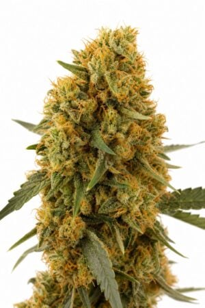 Valencia Seeds – Auto Apple Tartz