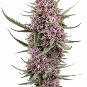 Valencia Seeds - Auto Black Cherry by Seed City Bulk Cannabis Seeds plant image