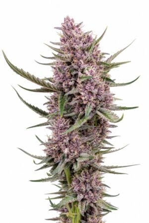 Valencia Seeds – Auto Black Cherry