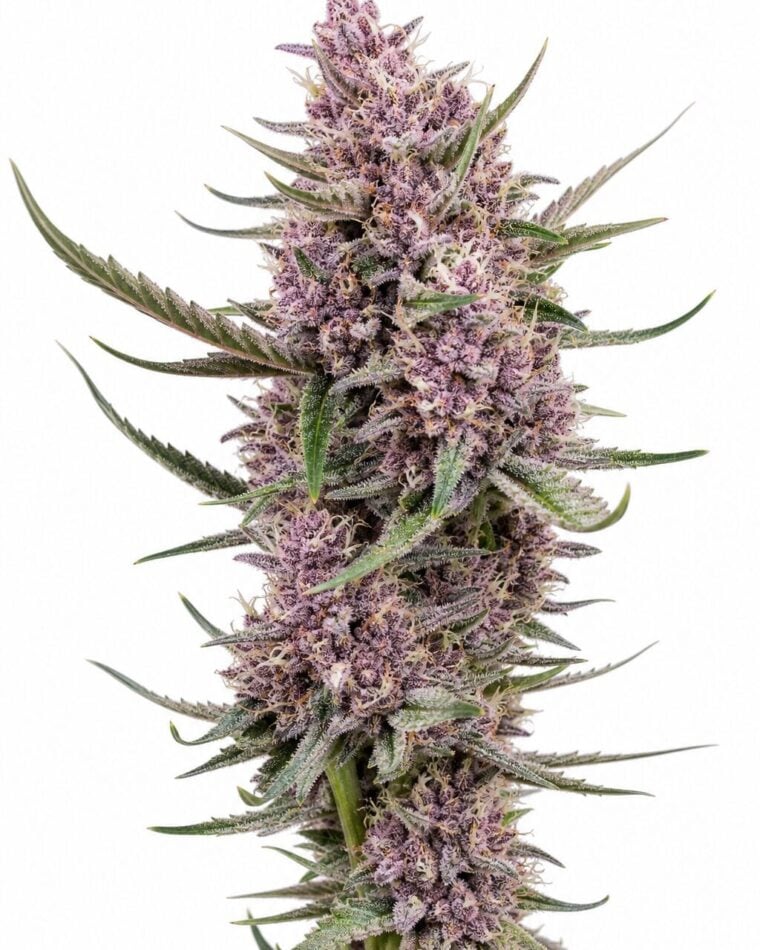 Valencia Seeds - Auto Black Cherry by Seed City Bulk Cannabis Seeds plant image