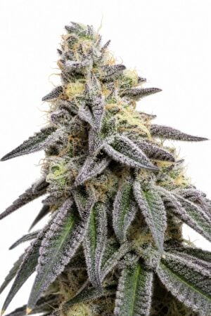Valencia Seeds – Auto Butter Candy