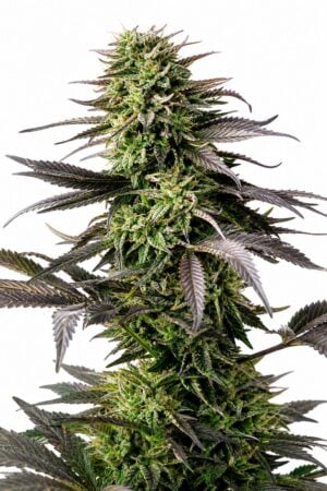 Valencia Seeds – Auto Cherry Pie