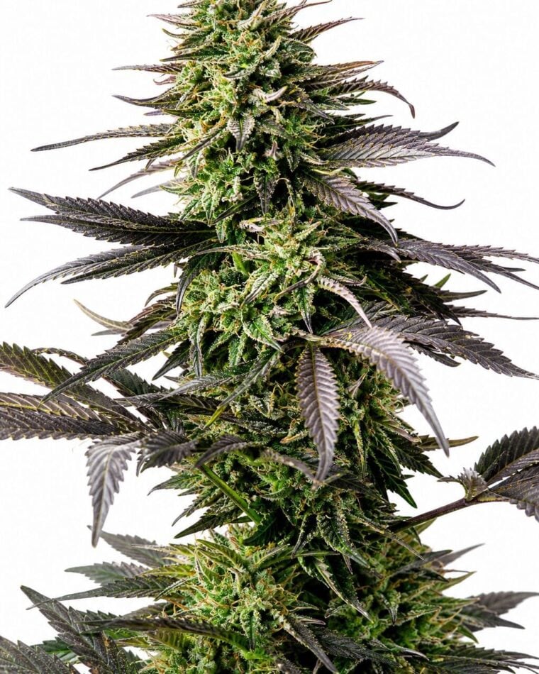 Valencia Seeds - Auto Cherry Pie by Seed City Bulk Cannabis Seeds plant image