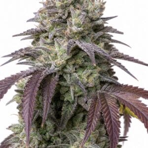 Valencia Seeds - Auto Do-Si-Dos by Seed City Bulk Cannabis Seeds plant image