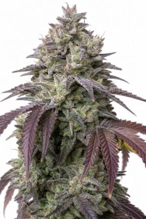 Valencia Seeds – Auto Do-Si-Dos