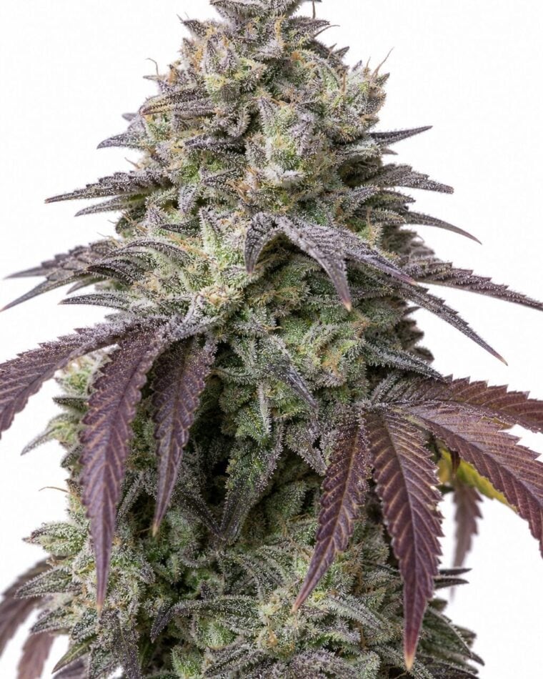 Valencia Seeds - Auto Do-Si-Dos by Seed City Bulk Cannabis Seeds plant image