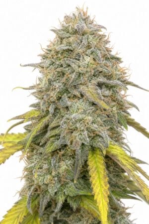 Valencia Seeds – Auto Forbidden Fruit