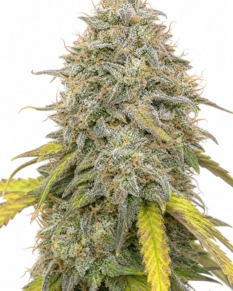 Valencia Seeds - Auto Forbidden Fruit by Seed City Bulk Cannabis Seeds plant image