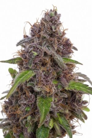 Valencia Seeds – Auto Gelato