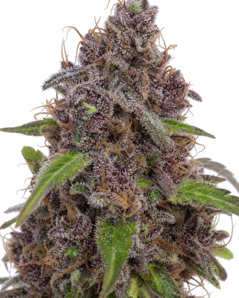 Valencia Seeds - Auto Gelato by Seed City Bulk Cannabis Seeds plant image