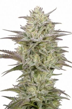 Valencia Seeds – Auto Jelly Donutz