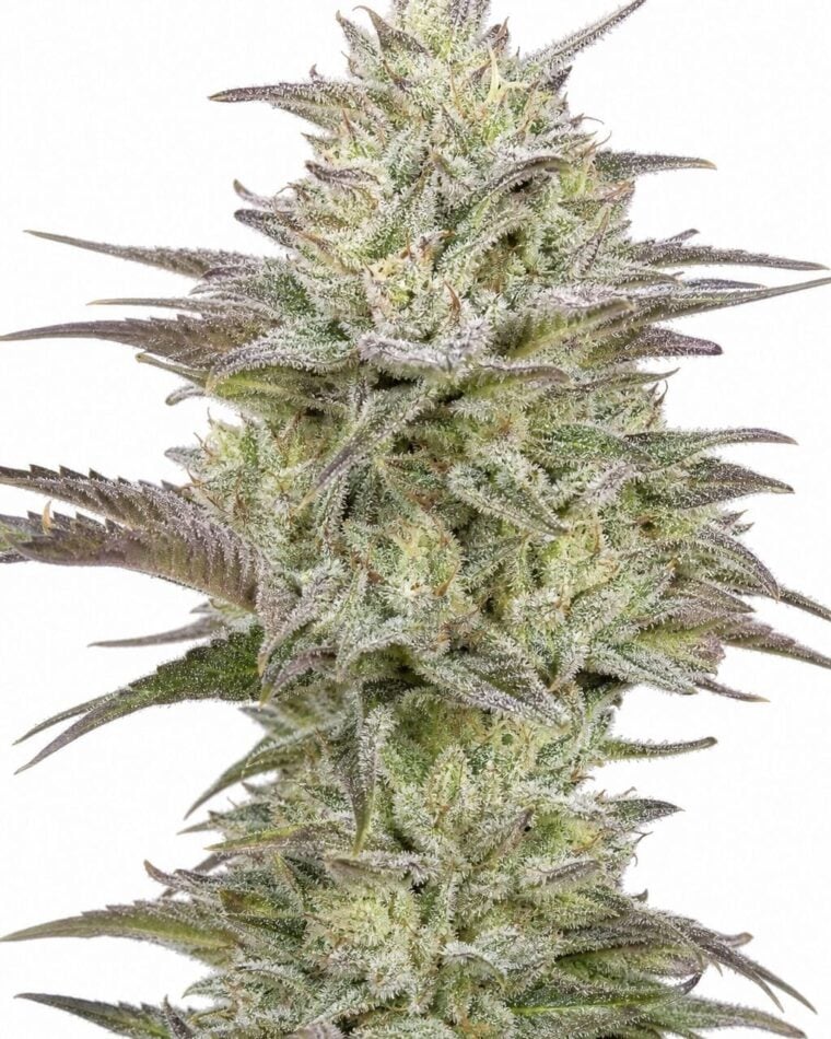 Valencia Seeds - Auto Jelly Donutz by Seed City Bulk Cannabis Seeds plant image