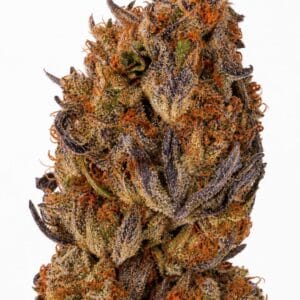 Valencia Seeds - Auto Oreoz x Runtz by Seed City Bulk Cannabis Seeds plant image